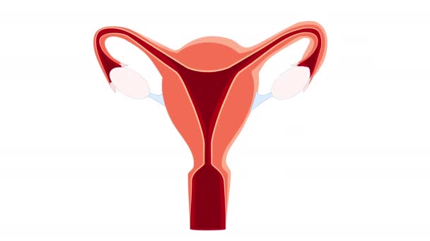 Siklus Menstruasi Dari Mens Pertumbuhan Folikel Dan Ovulasi — Stok Video