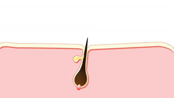 Pertumbuhan Rambut Anagen Adalah Fase Pertumbuhan Catagen Adalah Fase Regresi — Stok Video