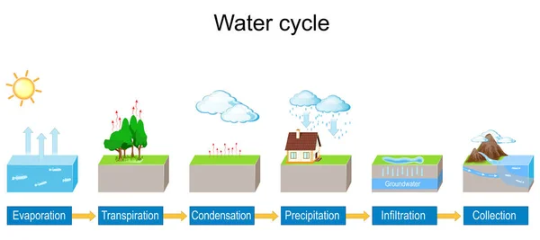 Water Cycle Detailed Explanation Infographic Vector Diagram Hydrologic Landscape Geography — Stock Vector