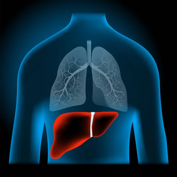 人間の肝臓の場所 X線青の現実的な胴に赤い肝臓 消化管だ 消化器系だ 暗い背景に人間のシルエット ベクター ポスター 近代的なイラスト — ストックベクタ
