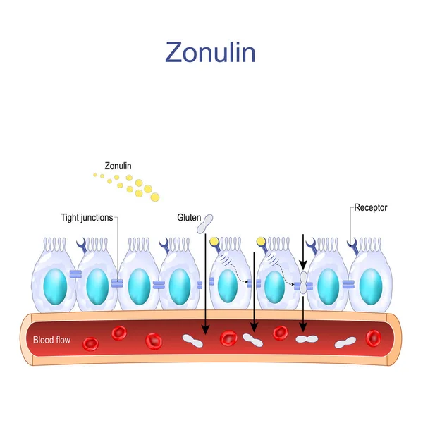 Zonuline Est Une Protéine Qui Augmente Perméabilité Des Jonctions Serrées — Image vectorielle