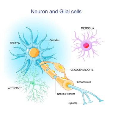 Neuron and Neuroglia. Structure and components of a neuron: dendrites, synapses, axon, myelin sheath, nodes of Ranvier, and Schwann cells. supportive glial cells: astrocytes, oligodendrocytes, and microglia. Vector infographic  clipart