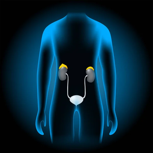 副腎の位置だ 現実的な腎臓と副腎腺をX線青色の胴に入れます 暗い背景に人間のシルエット 内分泌系 人体解剖学 ベクターポスター — ストックベクタ