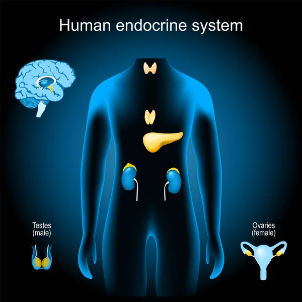 Glandulas Sistema Endócrino Humano Órgãos Internos Realistas Tronco Azul Raios — Vetor de Stock