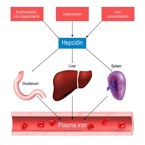 赫普西丁和铁稳态 肝素的作用及其在血浆铁水平调节中的作用 病媒宣传画 — 图库矢量图片