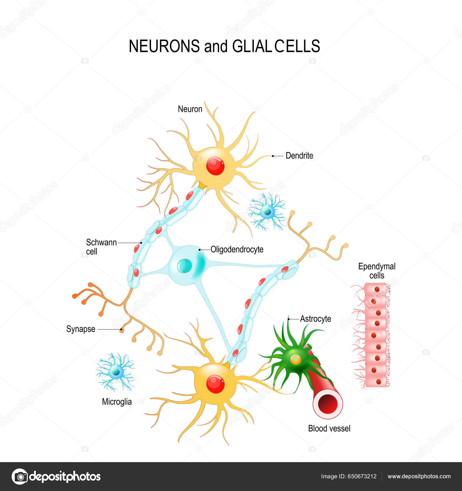 Neuronas Células Gliales Neuroglia Cerebro Oligodendrocitos Microglia ...