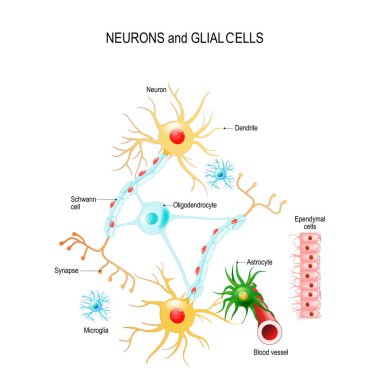Neurons and glial cells (Neuroglia) in brain (oligodendrocyte, microglia, astrocytes and Schwann cells), ependymal cells (ependymocytes). Vector diagram for educational, medical, biological and science use clipart
