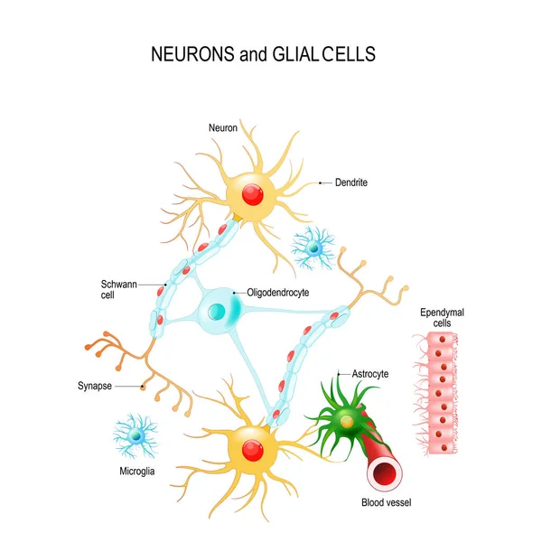 Neuronas Células Gliales Neuroglia Cerebro Oligodendrocitos Microglia Astrocitos Células Schwann — Archivo Imágenes Vectoriales