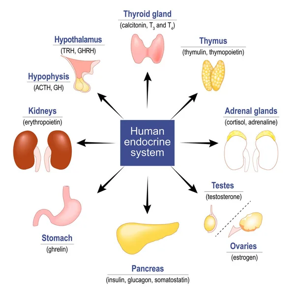 Sistema Endocrino Humano Glándulas Hormonas Establecer Iconos Ilustración Vectorial — Vector de stock