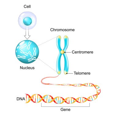 Hücre yapısı. Gen 'den DNA' ya ve kromozoma genetik materyal. Genom dizisi. Moleküler biyoloji. Vektör posteri