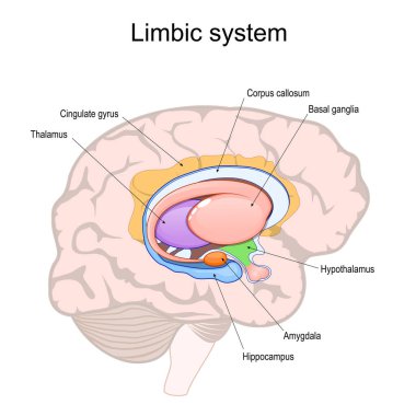 limbic system. Cross section of the human brain. Structure and Anatomical components of limbic system: Hypothalamus, Corpus callosum, Cingulate gyrus, Amygdala, Thalamus, Basal ganglia, and Hippocampus. Vector illustration clipart