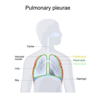 Pulmoner pleurae. Solunum sisteminin anatomisi. Göğüs boşluğunun yapısı. Parietal ve Visceral pleura, ciğerler, kaburgalar, nefes borusu, Plevral oyuk, bronşlar ve diyafram gri bir insan siluetinde. Vektör illüstrasyonu