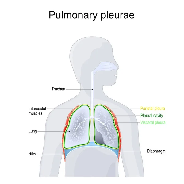Pulmonale Pleurae Anatomie Van Een Ademhalingssysteem Structuur Van Borstholte Pariëtale — Stockvector
