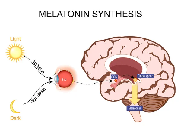 メラトニンおよび概日リズム調節 松果体腺と原発性核を持つ脳 睡眠覚醒サイクル 解剖学だ ベクトルイラスト メラトニンとは何ですか — ストックベクタ