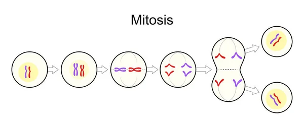Mitózis Sejtosztás Szexuális Reprodukció Egyetlen Sejt Osztódásának Folyamata Két Azonos — Stock Vector