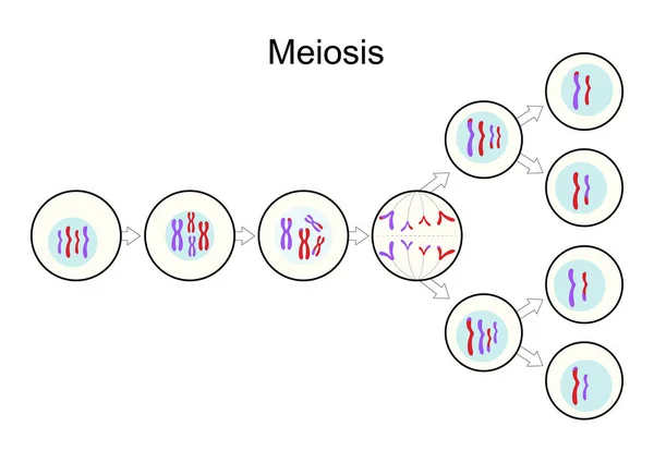 减数分裂 细胞分裂 性繁殖 交流基因信息 教育用的单色平面简单图像 矢量图解易于编辑 — 图库矢量图片