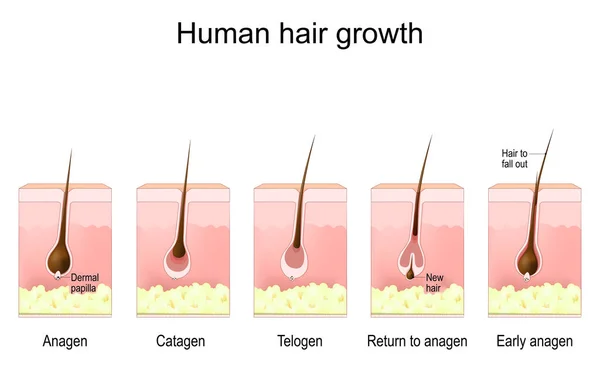 人类的头发生长 毛囊的生命周期 相抗原 胶原蛋白 端粒和早期抗原 人皮肤的横断面 有毛囊和真皮乳头 矢量说明 — 图库矢量图片