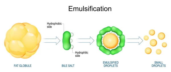 Emulsification Fats Lipids Digestion Emulsification Process Which Large Fat Globules — Stock Vector