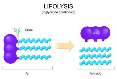 Lipolizis. Trigliserit analizi. Lipase, trigliseritleri gliserol molekülü ve üç yağ asitine ayıran bir enzimdir. Vektör illüstrasyonu
