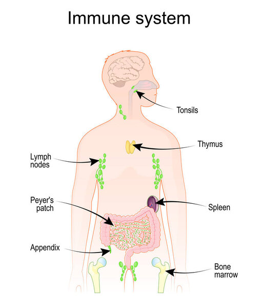Immune and lymphatic systems. Human anatomy. Human silhouette with internal organs. Vector poster
