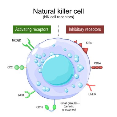 Doğal Katil hücresi. NK hücre reseptörleri. Büyük granüler lenfositlerin yapısı ve anatomisi (LGL). İnsan bağışıklık sistemi. Doğuştan gelen bağışıklığın bir parçası. Vektör posteri