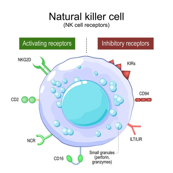 Натуральная Клетка Убийцы Клеточные Рецепторы Структура Анатомия Крупных Гранулированных Лимфоцитов — стоковый вектор