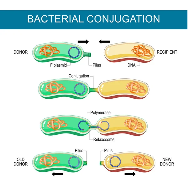 细菌共轭 横向基因转移 细菌繁殖 质粒转化 在细胞与细胞接触的过程中 通过质粒从捐献者向重组受体转移Dna 微生物遗传学和抗生素抗药性 — 图库矢量图片