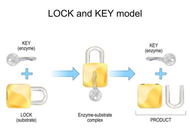 Kilit ve anahtar modeli. Enzim, substrat, ürünler ve kimyasal mekanizma. Aşağılanma. Metabolik işlemler. Vektör illüstrasyonu
