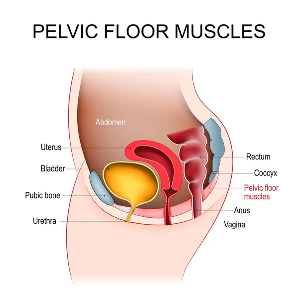 Pelvic Floor Muscles Cross Section Female Abdomen Pelvic Diaphragm Uterus — 图库矢量图片