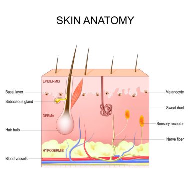 Skin anatomy. Structure and layers of skin: epidermis, dermis, hypodermis, Melanocytes and basal layer. Cross section  of the human skin with Sebaceous gland, Sweat duct, Sensory receptor, and Hair bulb. Vector illustration. Poster for medical and ed clipart