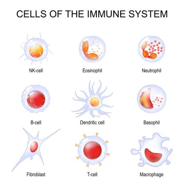 Bağışıklık sisteminin hücreleri. Beyaz kan hücreleri veya lökositler Eosinophil, Neutrophil, Basophil, Macrophage, Fibroblast ve Dendritic hücreleri. Beyaz arka planda saydam gerçekçi hücreler. Vektör illüstrasyonu