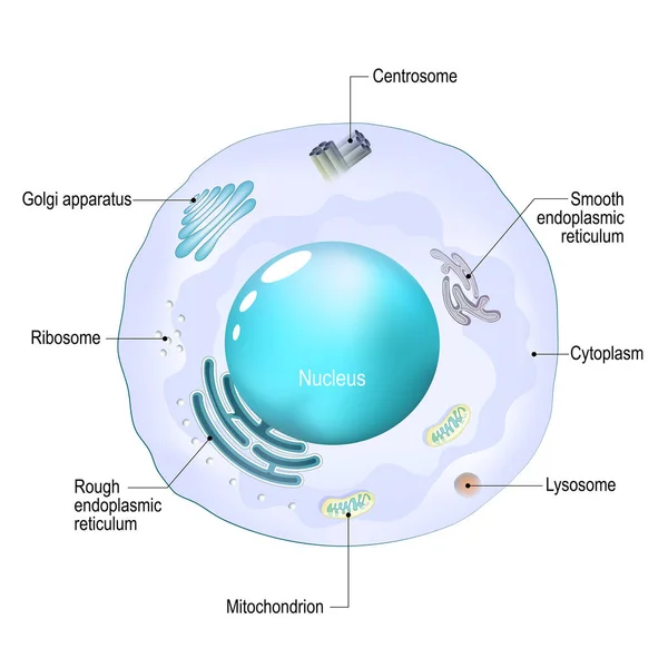 细胞器 动物细胞的结构和解剖 白色背景上的现实细胞 矢量图解 教育海报 — 图库矢量图片
