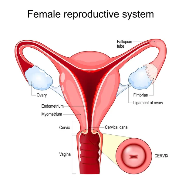 Female Reproductive System Structure Cross Section Uterus Vagina Fallopian Tubes — Wektor stockowy
