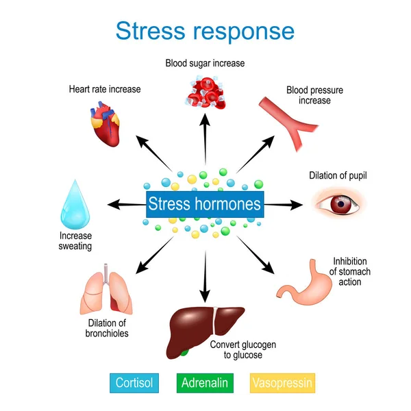 压力反应 战斗还是逃跑的反应 肾上腺素和皮质醇分泌 压力荷尔蒙 交感神经系统矢量说明 — 图库矢量图片