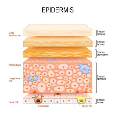 epidermis structure. Skin anatomy. Cell, and layers of a human skin. Cross section of the epidermis. Skin care. vector illustration. clipart