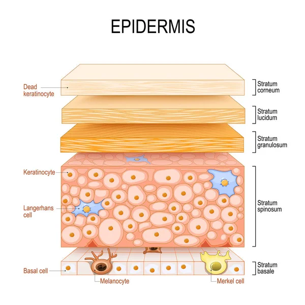 Struktura Epidermis Kožní Anatomie Buňka Vrstvy Lidské Kůže Průřez Epidermis — Stockový vektor