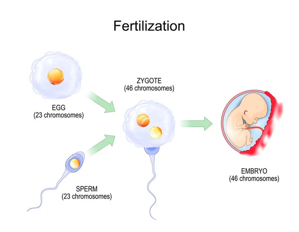 Запліднення Фертилізація Зигот Яйце Плюс Сперма Злиття Двох Гаплоїдних Гамет — стоковий вектор