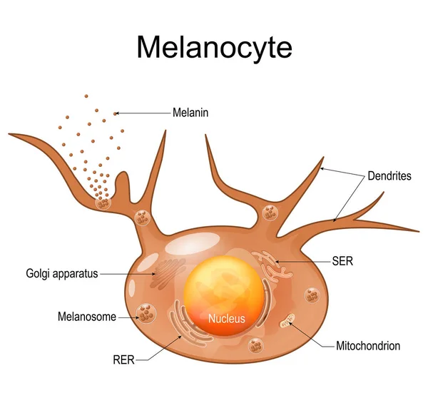 メラノサイト構造と解剖学 メラニン産生細胞 メラニンは肌の色の原因となる色素です ベクターポスター — ストックベクタ