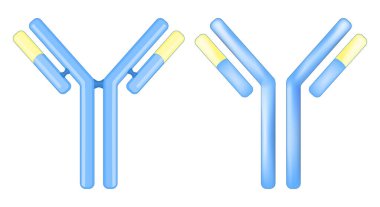 Antikor molekülü. İmmünoglobülin izleri ya da simgeleri. IgE kavramı beyaz arkaplanda izole edildi. Antikor yapısında. Uyarlanabilir bağışıklık tepkisi. Vektör illüstrasyonu