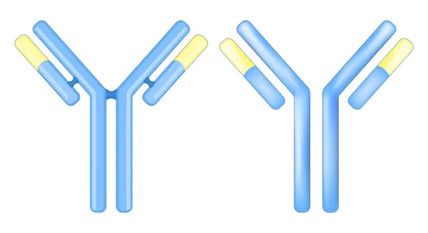 抗体分子 免疫グロブリンの兆候やアイコン 白地に単離されたIge概念 抗体の構造 適応免疫応答 ベクターイラスト — ストックベクタ