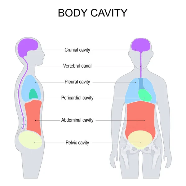 Körperhöhlen Dorsale Und Ventrale Körperhöhlen Für Innere Organe Oder Eingeweide — Stockvektor
