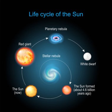 Life cycle of The Sun from Stellar nebula, to Red giant, Planetary nebula and White dwarfs. Stellar evolution. infographic. Vector diagram for astronomy. clipart