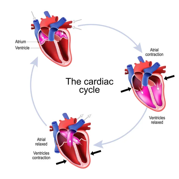 Phases Cardiac Cycle Cross Section Human Heart Vector Illustration — Stock Vector