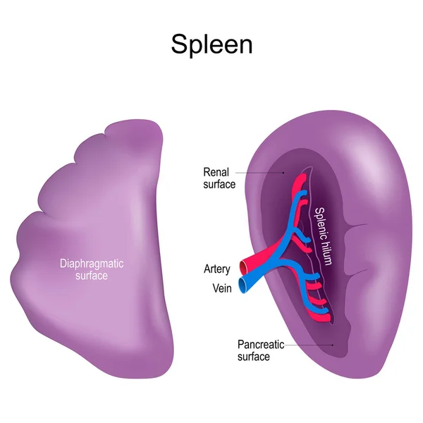 史嘉丽脾脏的内脏和膜外表面 正面和侧面的观点 人体淋巴系统的健康内部器官 现实的矢量说明 在白色背景下隔离 — 图库矢量图片