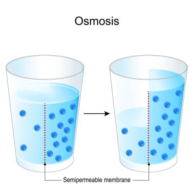 Osmosis. İki bardak, yarı geçirgen zar ve tuzlu suyla deney yapın. Mavi noktalar ozmotik eğriyi yönlendiren parçacıklar. Kimya. Vektör posteri