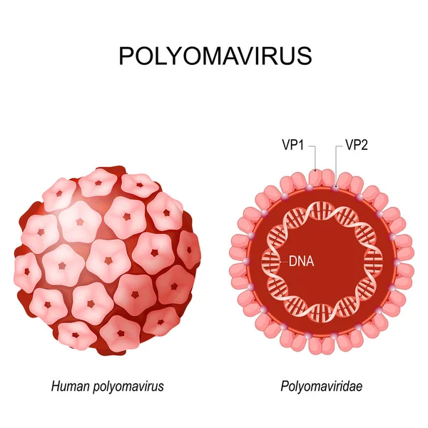 ポリオマウイルスの構造 ヴィリオン ポリオマヴィリダエの正面と断面図です 癌を引き起こすウイルスです ベクトルイラスト 白い背景に隔離され — ストックベクタ