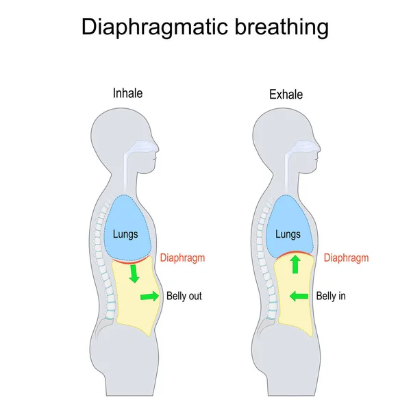 横隔膜呼吸 深い呼吸 横隔膜と人間の体の側面図 肺空洞と腹 吸い込み 吐き出す ベクトルイラスト 白い背景に隔離され — ストックベクタ