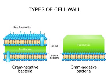 Types of bacterial cell wall. Gram-negative bacteria and Gram-negative bacteria. comparison, structure, and composition. Vector illustration clipart
