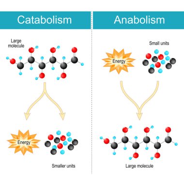 Anabolizma ve Katabolizma arasındaki fark. Anabolizma, daha küçük birimlerden biyosentez molekülleri oluşturmaktır. Katabolizma parçalanmanın metabolizmasıdır. Büyük molekülleri daha küçük birimlere ayırır. Biyokimyasal reaksiyonlar ve enerji üretimi. Vektör