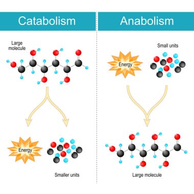 Difference between Anabolism, Catabolism. Anabolism is biosynthesis construct molecules from smaller units. Catabolism is metabolism of breaking-down, breaks down large molecules into smaller units. Biochemical reactions and Energy production. Vector clipart